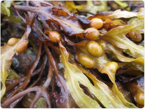 Research Finds a Possible Solution for H.Pylori - Health Council Research Finds a Possible Solution for H.Pylori - Health Council