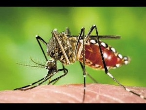 zikavirus The latest on the dreadful Zika virus - Health Council