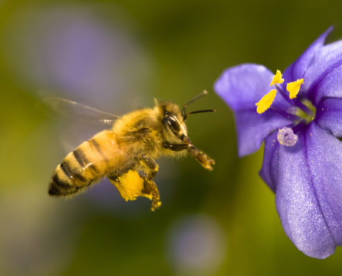 Honeybee's Picking Up a Large Amount of Pesticides via Non-Crop Plants - Health Council Honeybee's Picking Up a Large Amount of Pesticides via Non-Crop Plants - Health Council