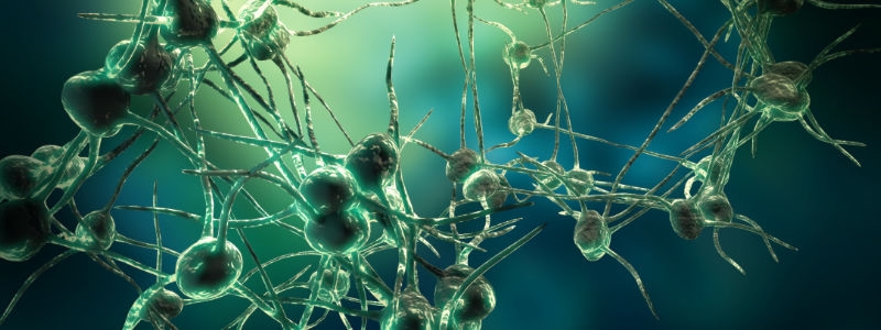 "Neurodegenerative disease damage Reversed in Fruit Flies" - Health Council "Neurodegenerative disease damage Reversed in Fruit Flies" - Health Council
