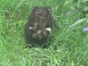 tasmanian devil