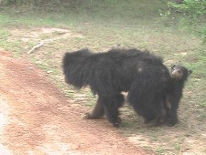 bear cub trying to climb mother