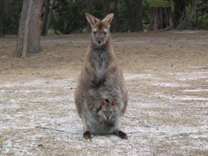 Wallaby and Joey