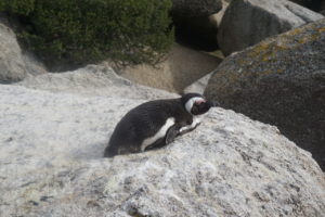 Snaps - Our lunch mate at Boulder Beach