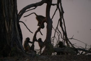 Baboons at Horseshoe Lagoon