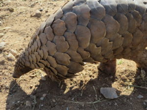 Pangolin