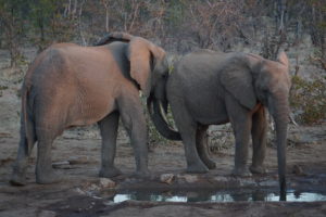 Elephant Greeting