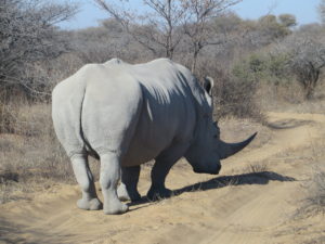 Blocking Rhino