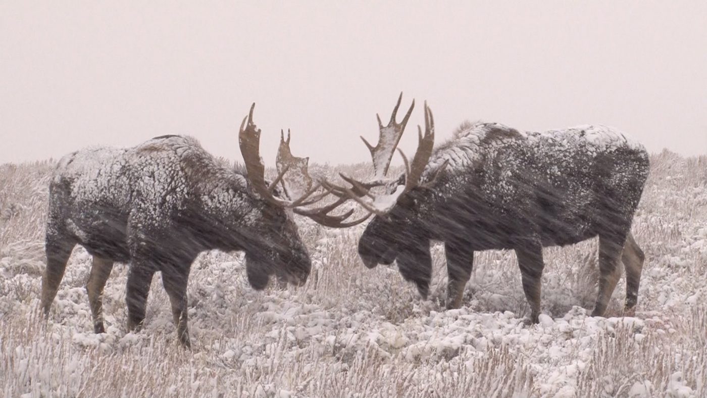 Moose