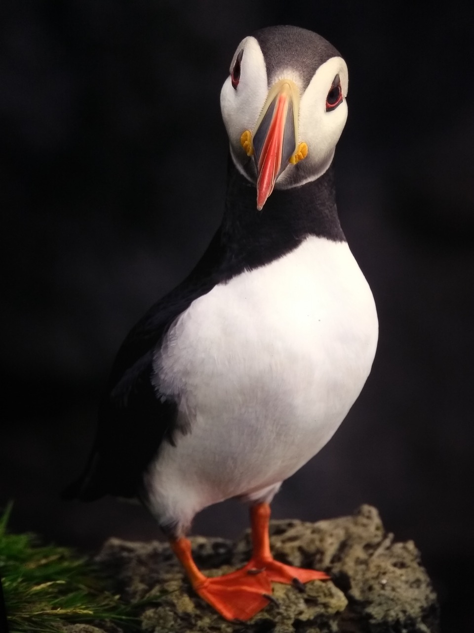 puffin