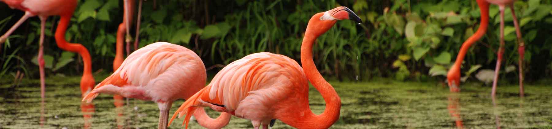 American Association of Zoo Keepers hero image
