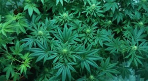 States With Medical Marijuana Have Decreased Painkiller Deaths By Dramatic Amounts | Collective-Evolution - Health Council States With Medical Marijuana Have Decreased Painkiller Deaths By Dramatic Amounts | Collective-Evolution - Health Council