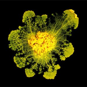 "A Single-celled Organism Capable of Learning" - Health Council "A Single-celled Organism Capable of Learning" - Health Council