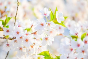 Seasonal Allergies Don't let spring allergies bring you down! - Health Council