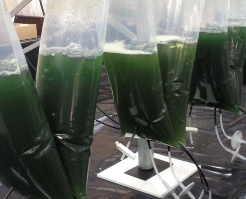 Modified Microalgae Converts Sunlight Into Valuable Medicine - Health Council Modified Microalgae Converts Sunlight Into Valuable Medicine - Health Council