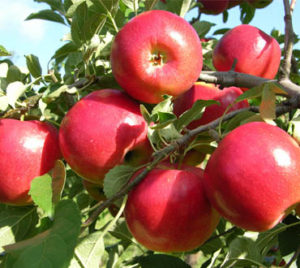 Browse Wisconsin Cortland Apples Details