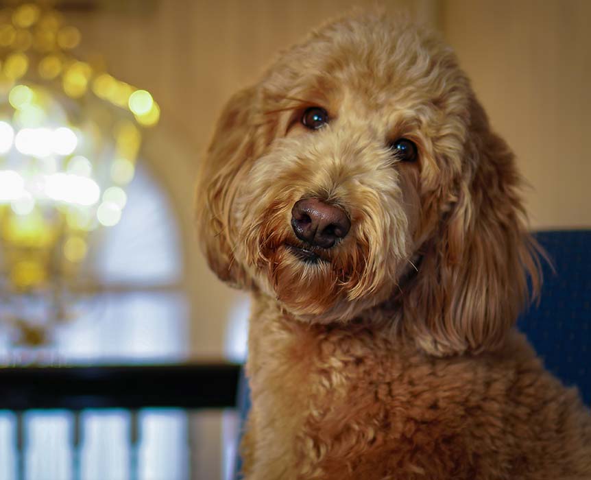 Lulu, Comfort Companion