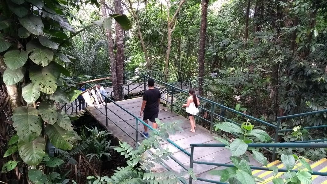 Manaus vai ganhar bosque ecológico em 2020, na sede do Ipaam