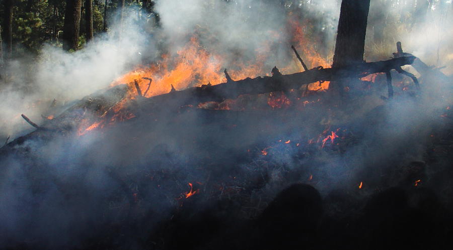 Amazonas decreta situação de emergência ambiental por queimadas