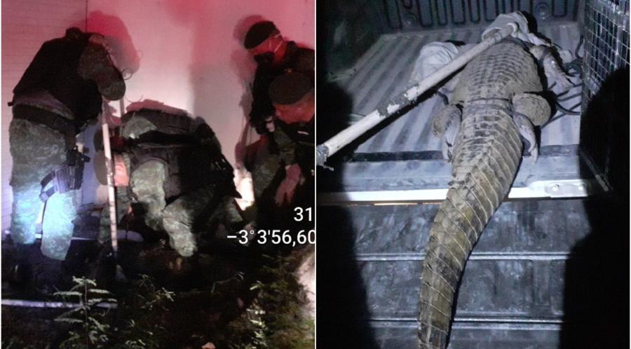 Jacaré de 2,5 metros é capturado no bairro Ponta Negra