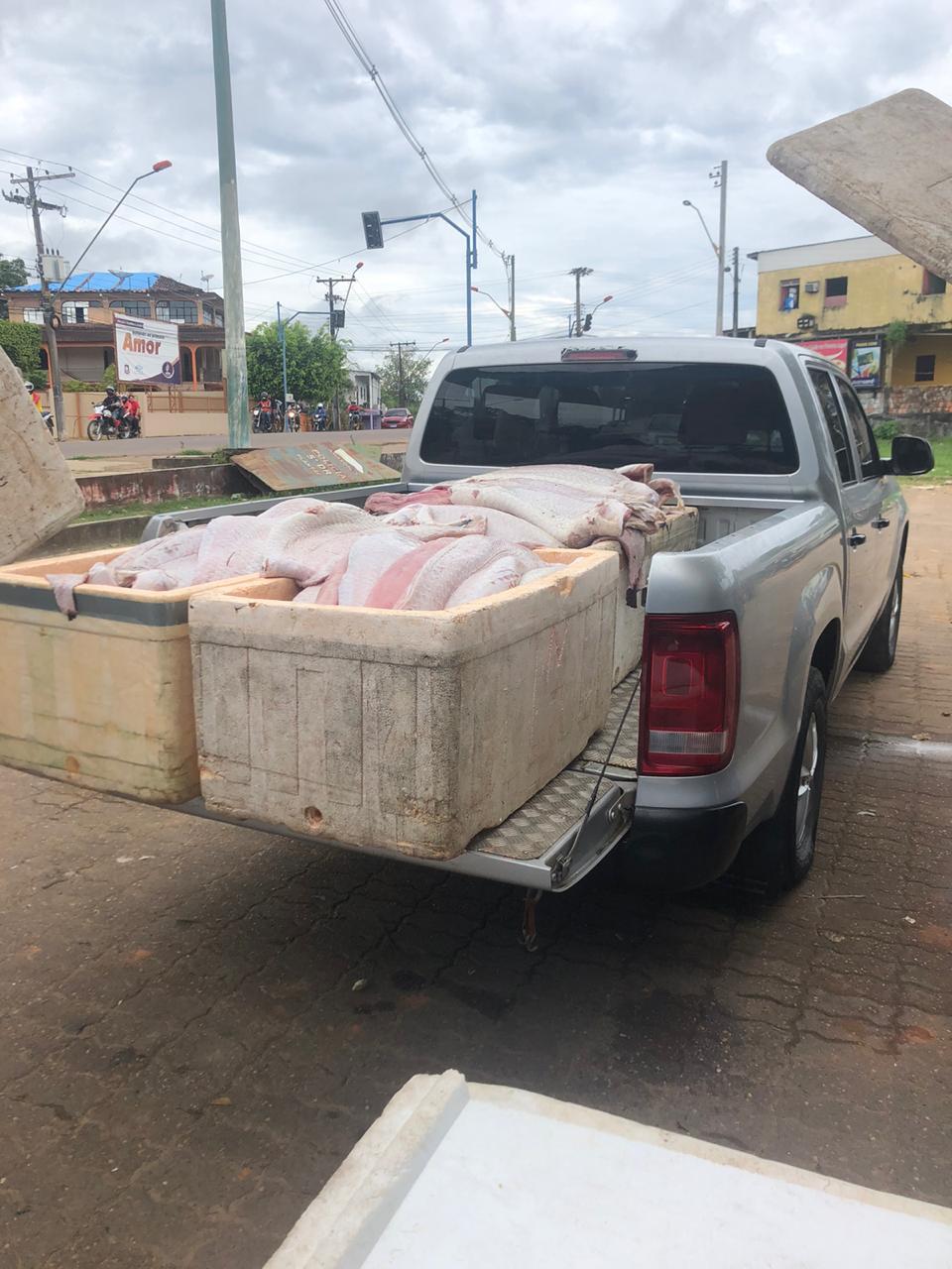 Em Tefé, cinco toneladas de pirarucu ilegal são apreendidas