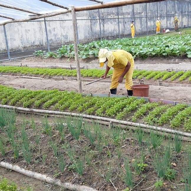 Primeira colheita de tomates da horta do Compaj deve render duas toneladas