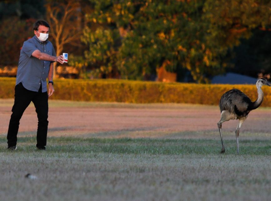 Após ser bicado, Bolsonaro oferece cloroquina a ema