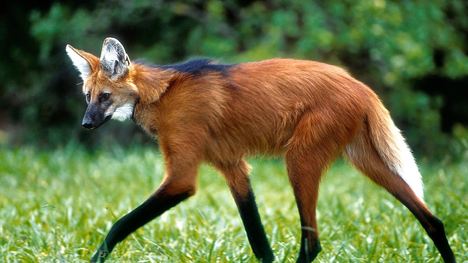 Banco Central lançará cédula de R$ 200 com imagem de lobo-guará