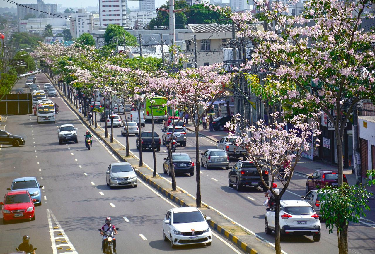 Ipês voltam a florescer com o verão amazônico em Manaus