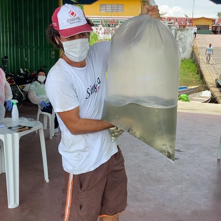 Piscicultores de Urucará recebem 10 mil alevinos de tambaqui