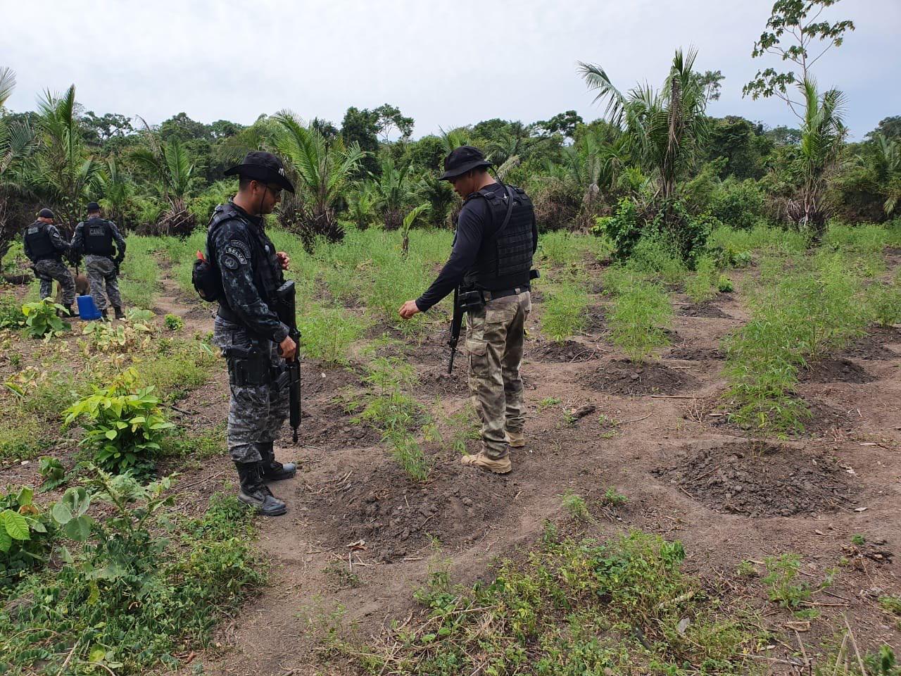 Plantações de maconha são encontradas em operação no Amazonas