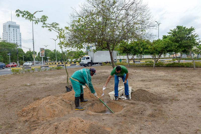 Plantio simbólico de sumaumeiras marca o ‘Dia Nacional da Árvore’ em Manaus