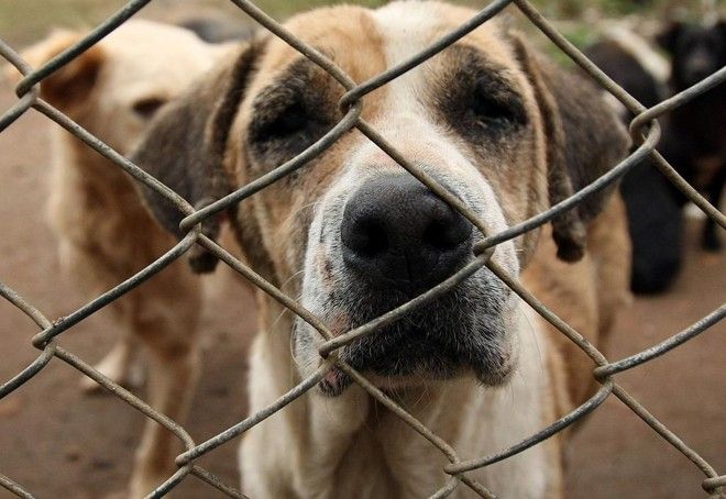 Manaus registra aumento de 38,8% nas denúncias de maus-tratos a animais