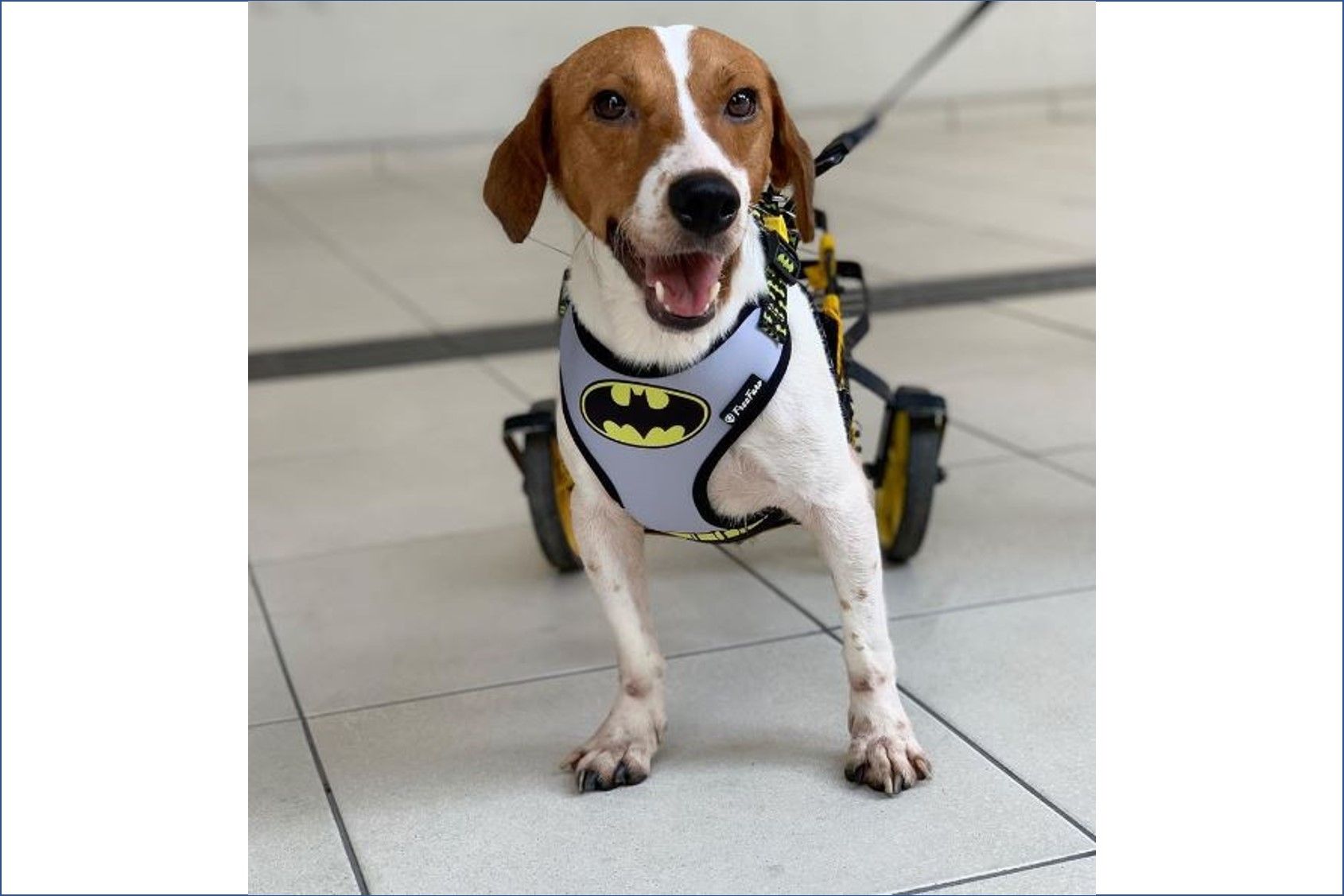 Cão com deficiência é adotado pela Sejusc para integrar atividades com crianças