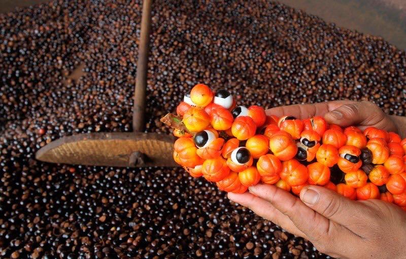 Guaraná recebe reconhecimento nacional com a concessão de selo de Indicação Geográfica