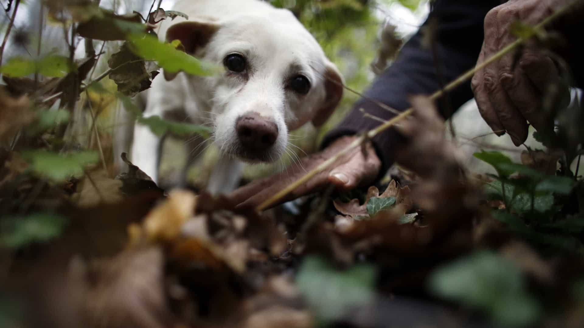 Cães devoram corpo da dona após ficarem sem alimento