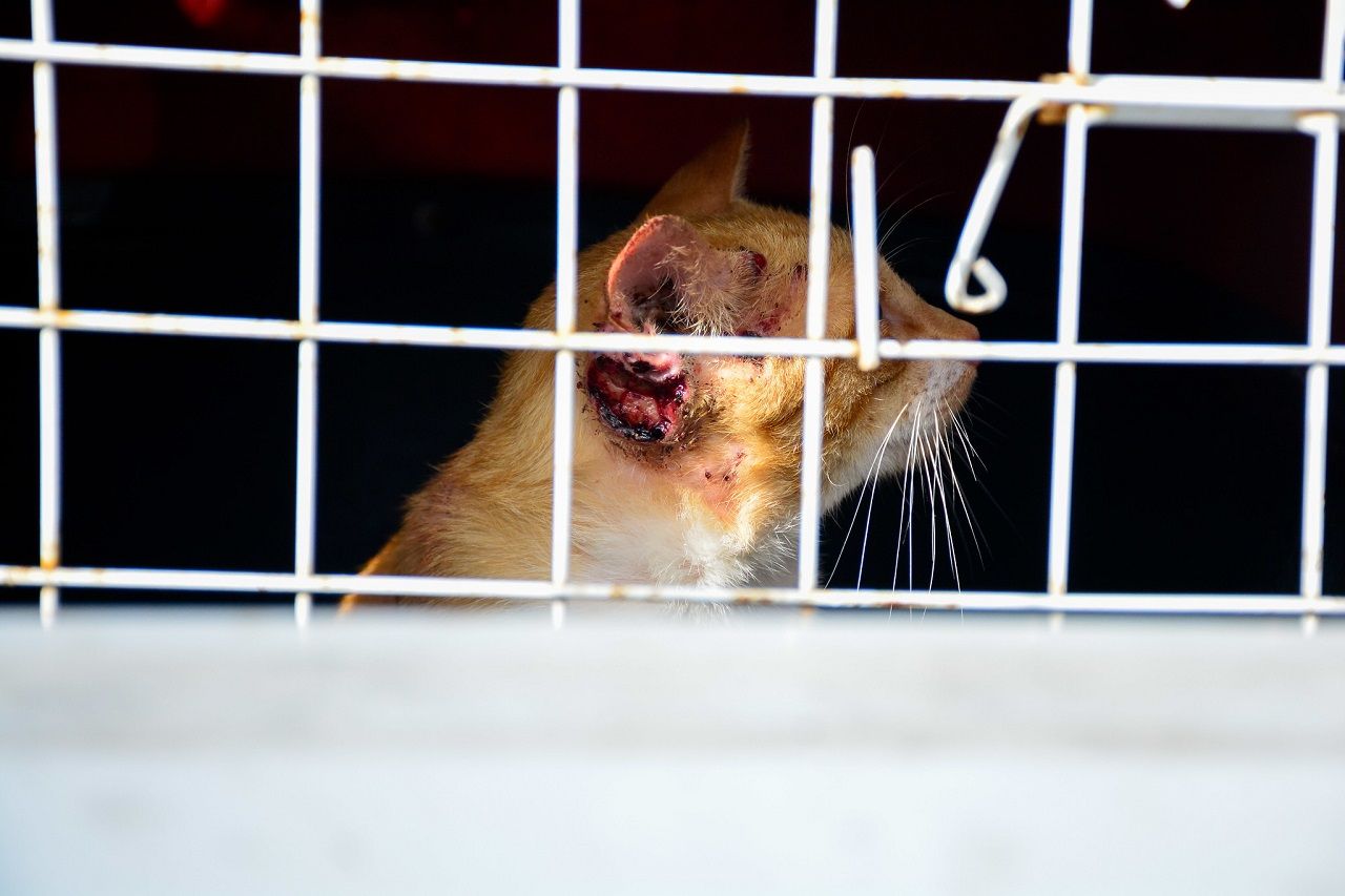 Manaus registra primeiro caso de esporotricose animal que pode afetar humanos