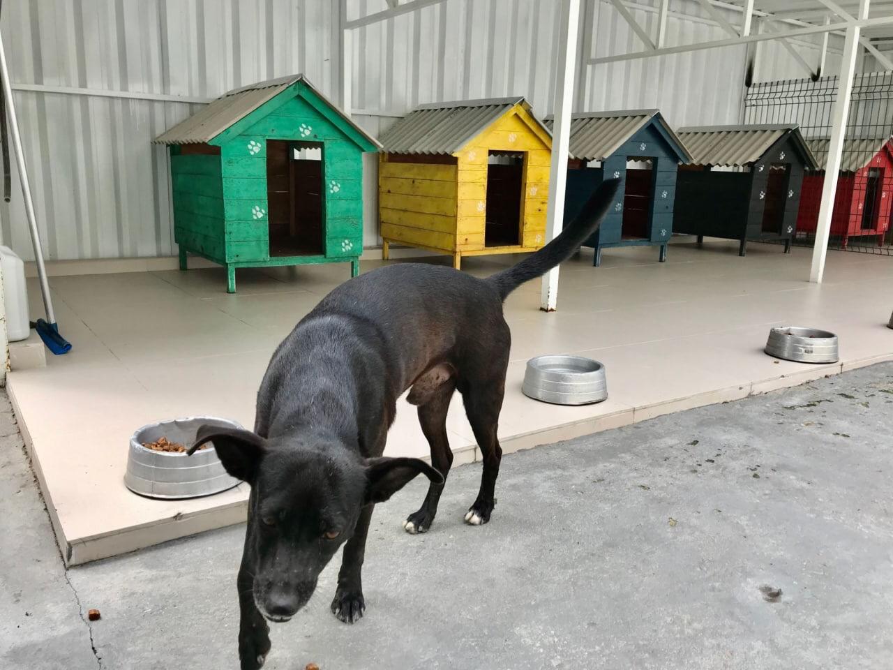 Projeto social do Hospital Delphina Aziz promove guarda responsável de pets