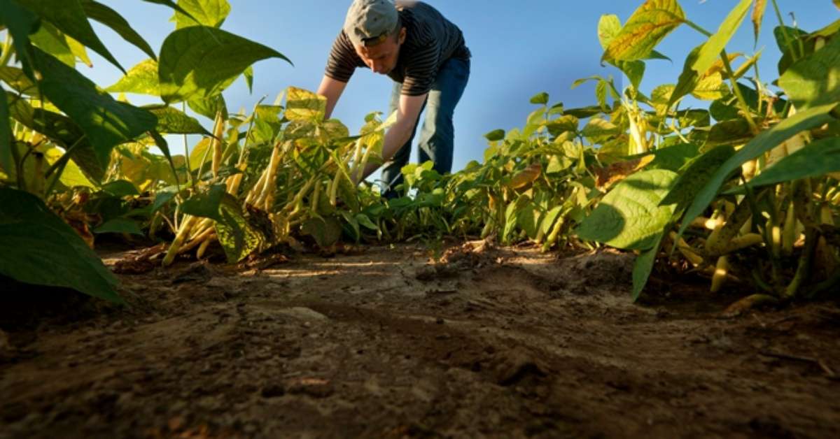 Aplicação do BASA no Plano Safra 2020/2021 já supera os R$ 2,4 Bilhões