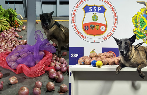 Polícia apreende cocaína camuflada em cebolas no AM