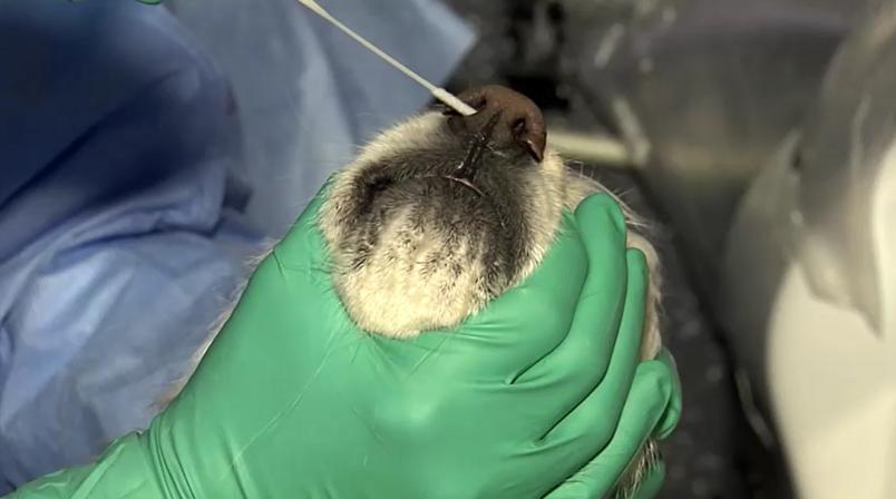 Belo Horizonte registra primeiro caso de Covid-19 em animal