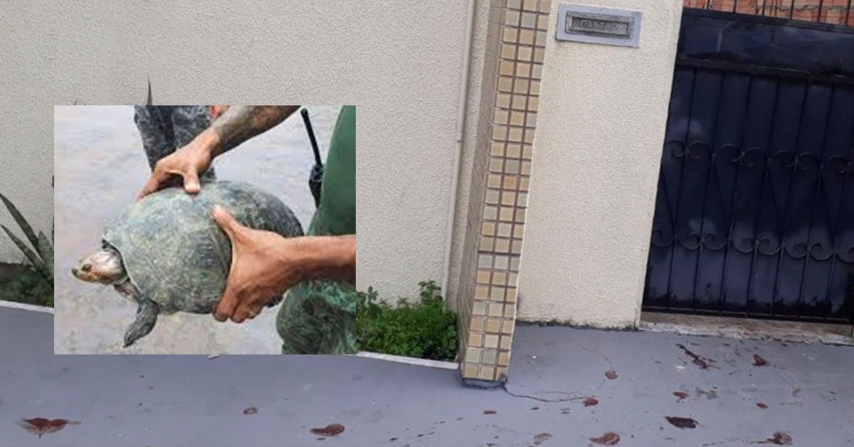 Mulher agride marido com tracajá  durante briga em Manaus