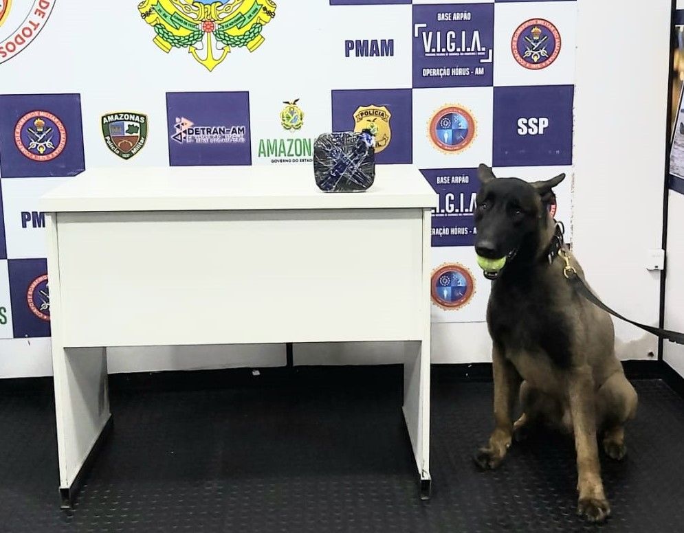 Cão Tyson encontra cocaína escondida em bote salva-vidas