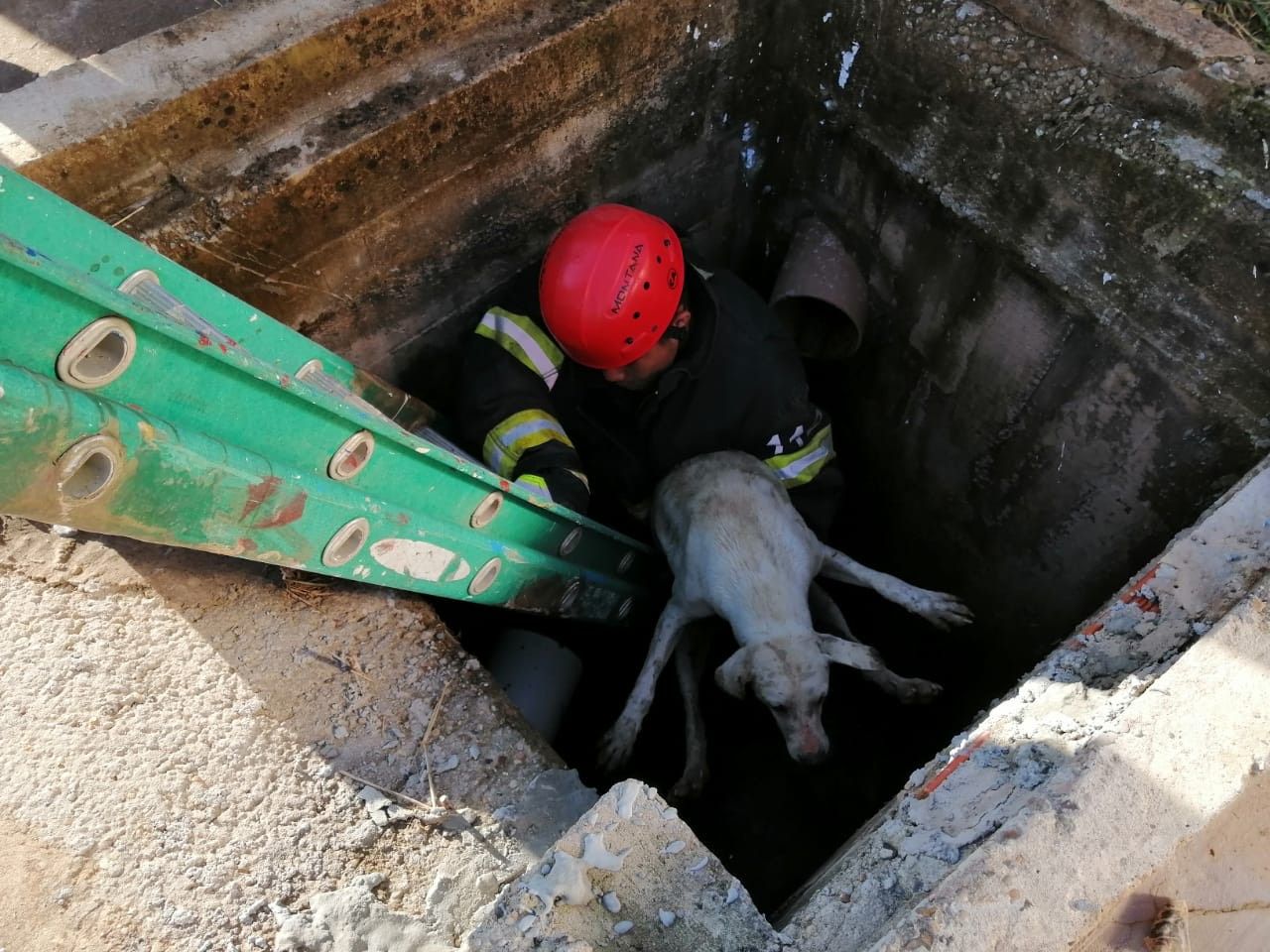 Bombeiros resgatam cachorro preso em um bueiro no interior do AM