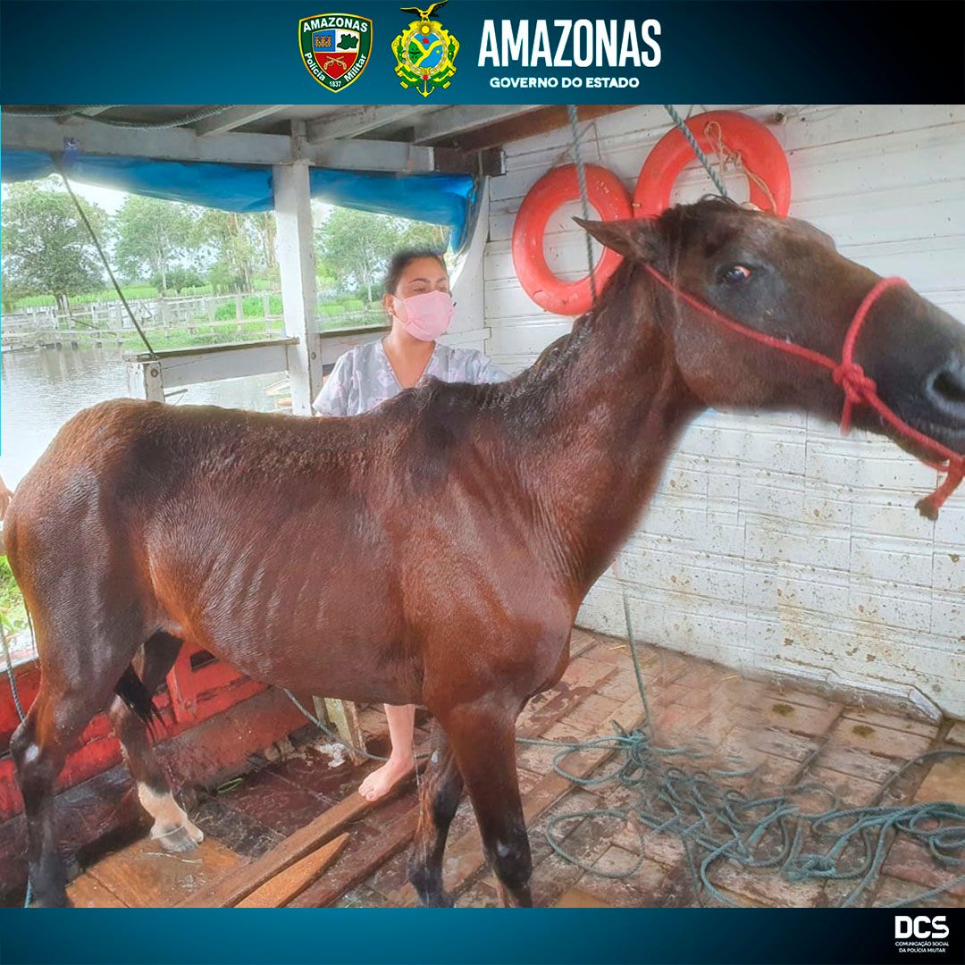 Polícia Militar resgata Cavalo vítima de maus-tratos no Careiro da Várzea