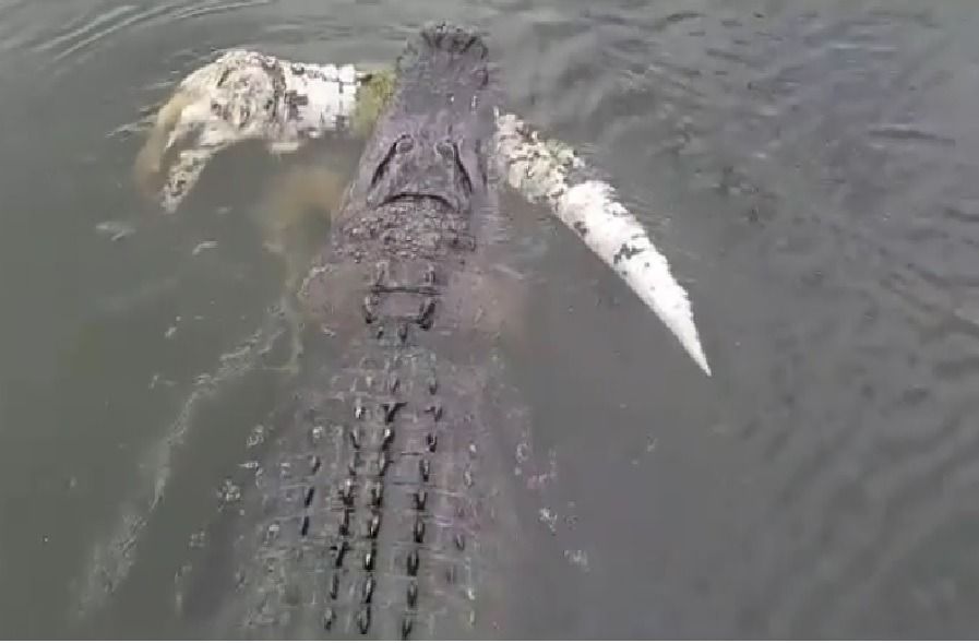 Vídeo mostra jacaré enorme passeando por baixo de flutuante em Manaus