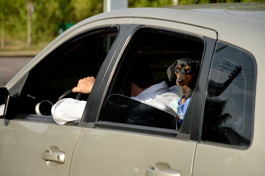 Em Manaus, aplicativo facilita vida dos donos que precisam transportar os pets