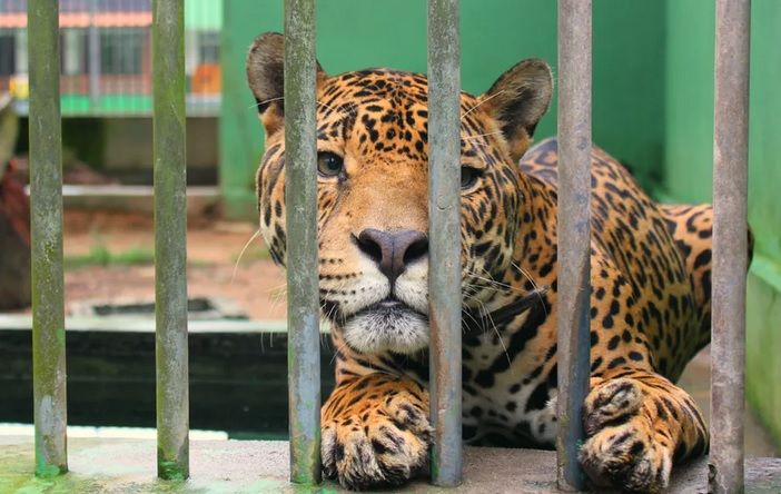 Zoológico do CIGS será reaberto para visitação nesta quinta-feira