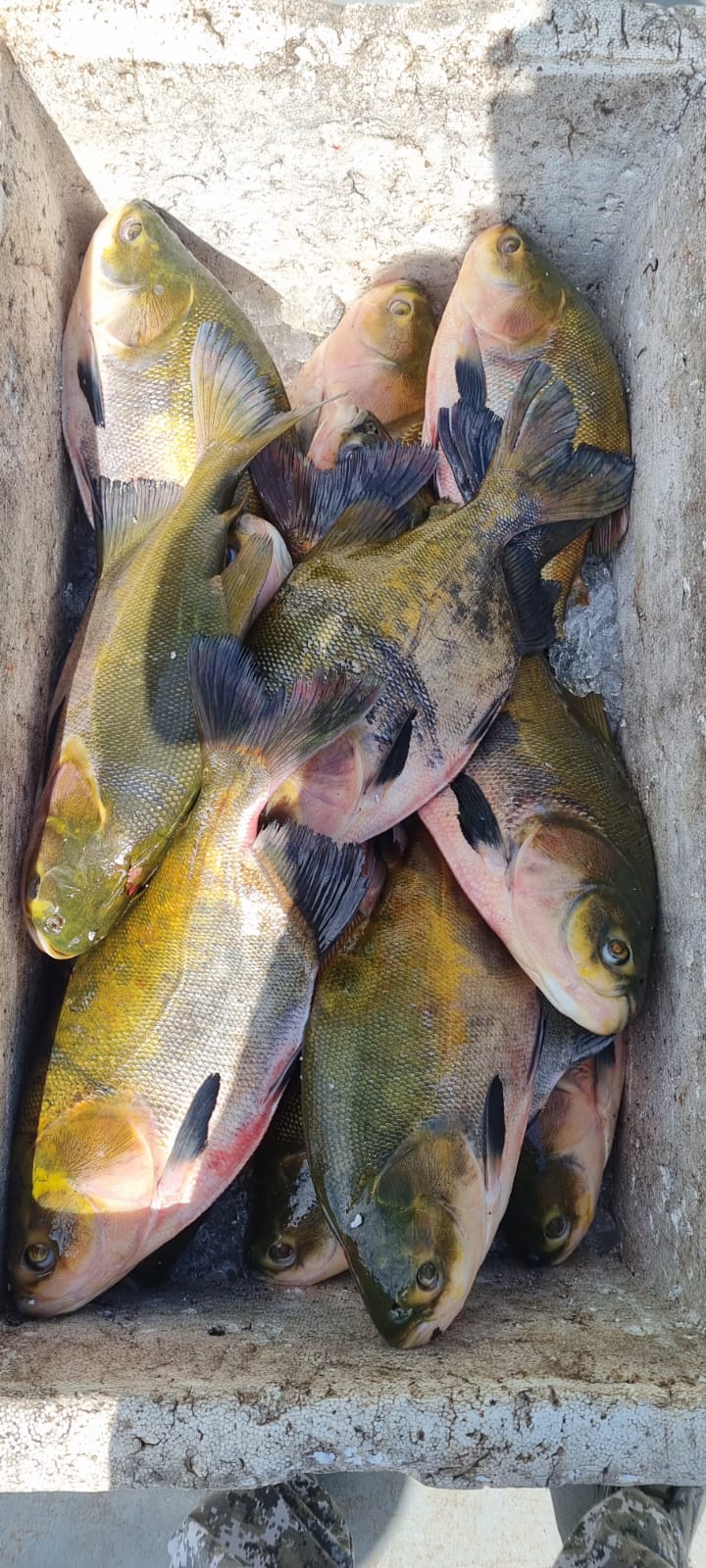 Mais de uma tonelada de pescado ilegal é apreendida em Coari