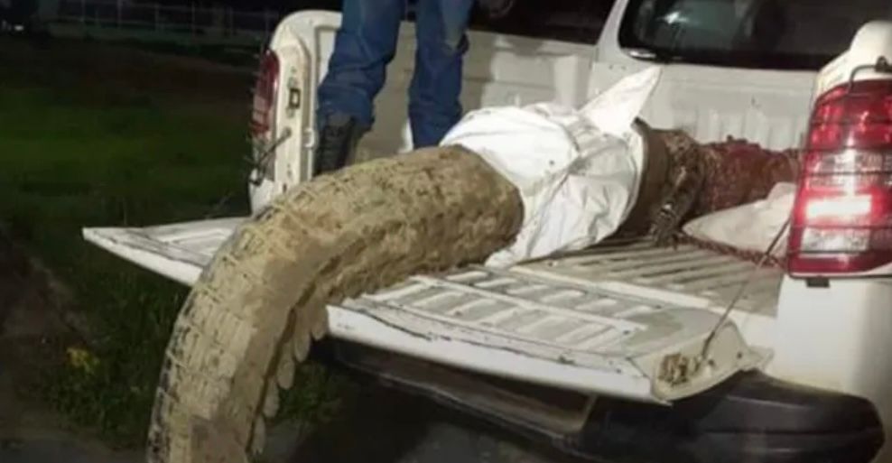 Partes humanas são encontradas em estômago de jacaré no AM